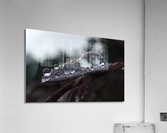 Morning Dew Acrylic Print