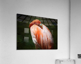 Nap Time  Acrylic Print