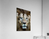 Lion King  Acrylic Print