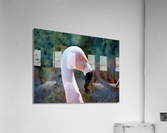 Flamingo Acrylic Print