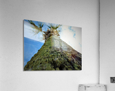 Close Up Acrylic Print