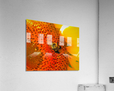 Sunny Bee Acrylic Print