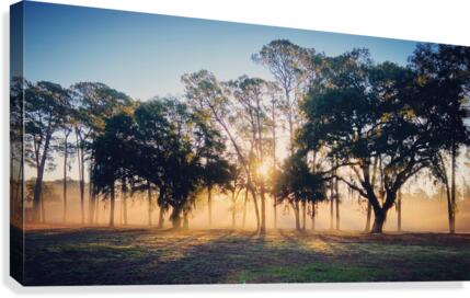 Rise and Shine  Canvas Print