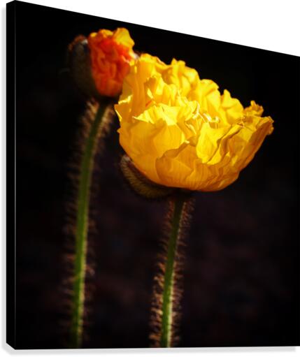 Morning Glory  Canvas Print