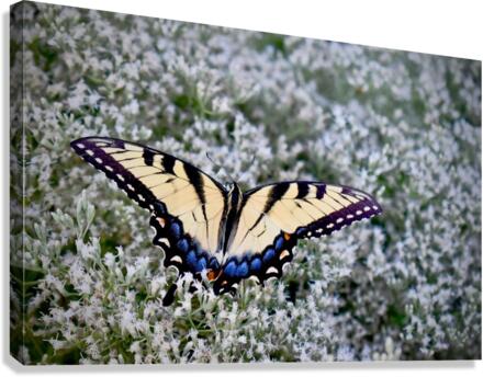 Butterfly Garden  Canvas Print