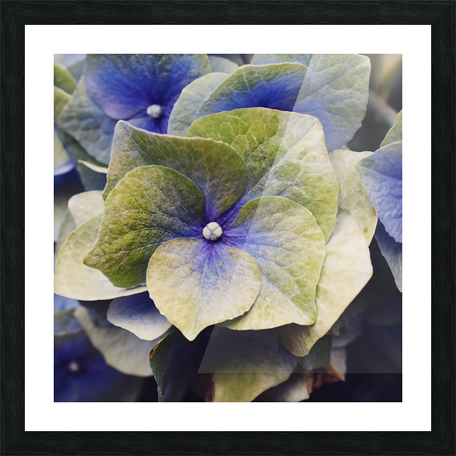 Hydrangea  Picture Frame print