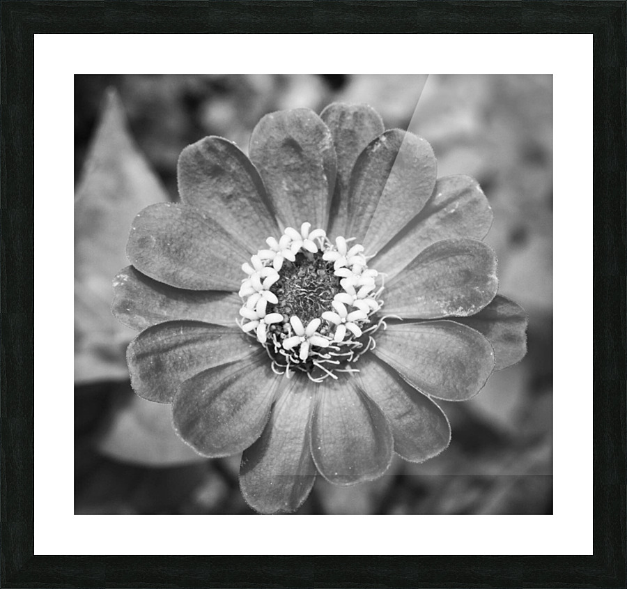 Perfect Circle  Picture Frame print