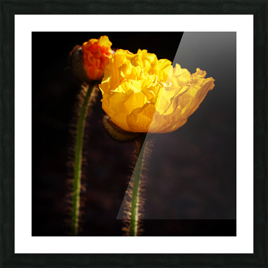 Morning Glory  Picture Frame print
