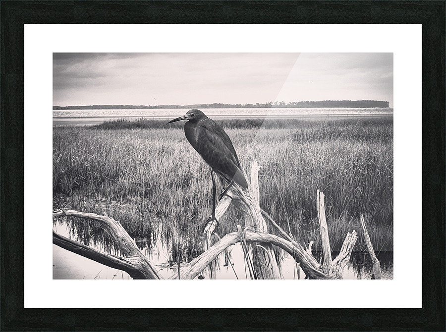 Coastal Bird  Picture Frame print