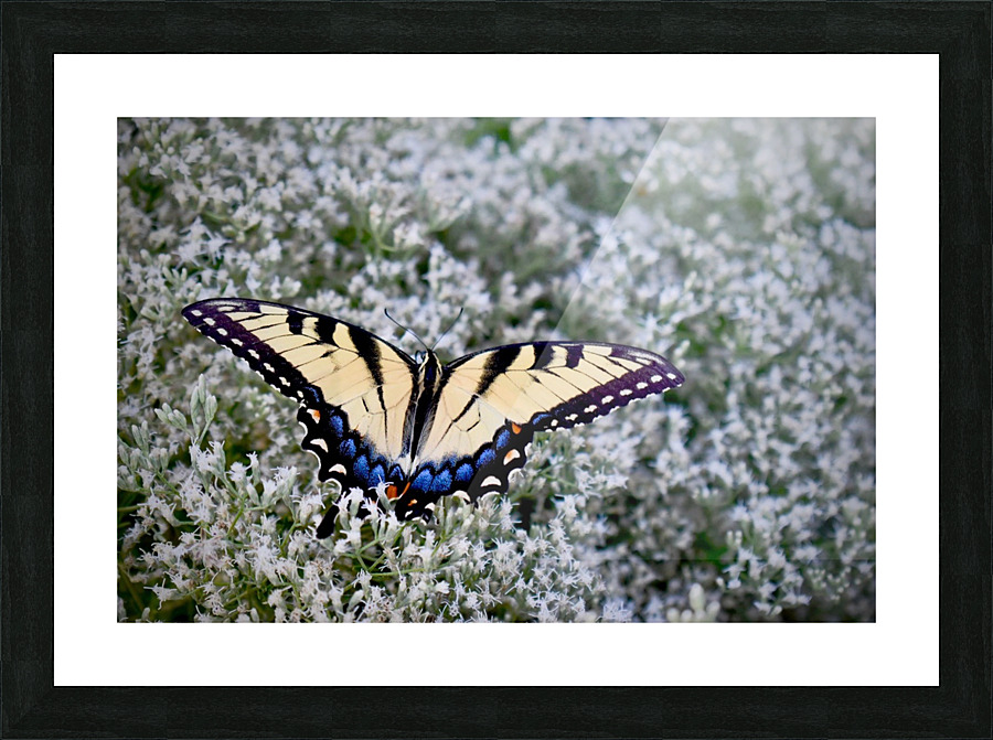 Butterfly Garden  Picture Frame print