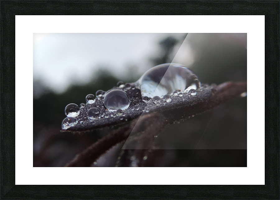 Morning Dew Picture Frame print