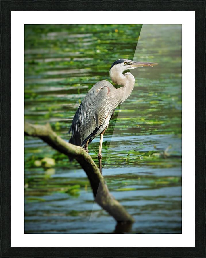 Marsh Friends Picture Frame print