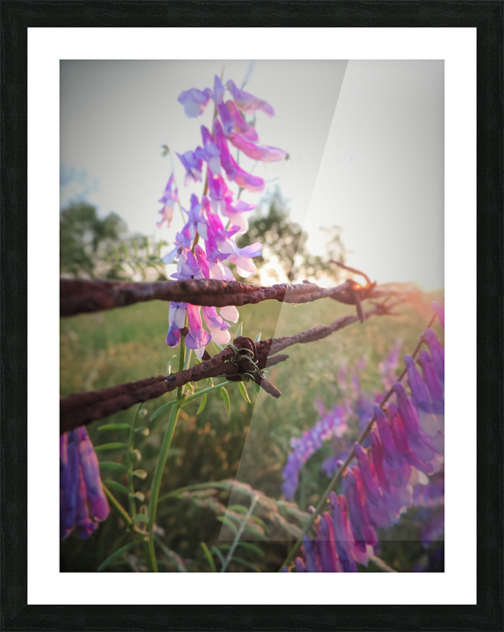 Barbed Wire Picture Frame print