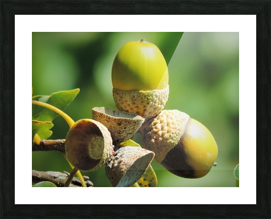New Growth  Picture Frame print