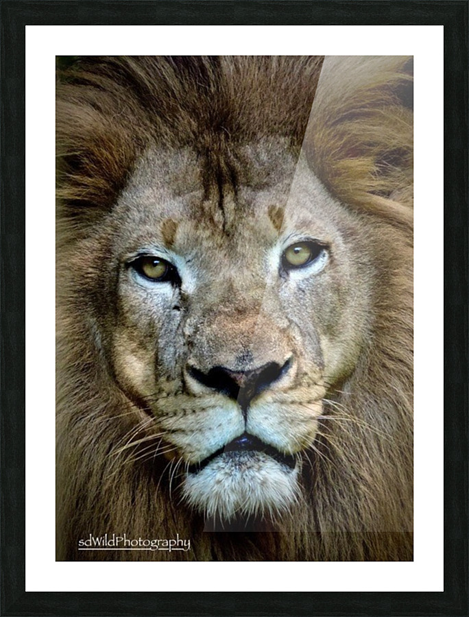 Lion King  Picture Frame print