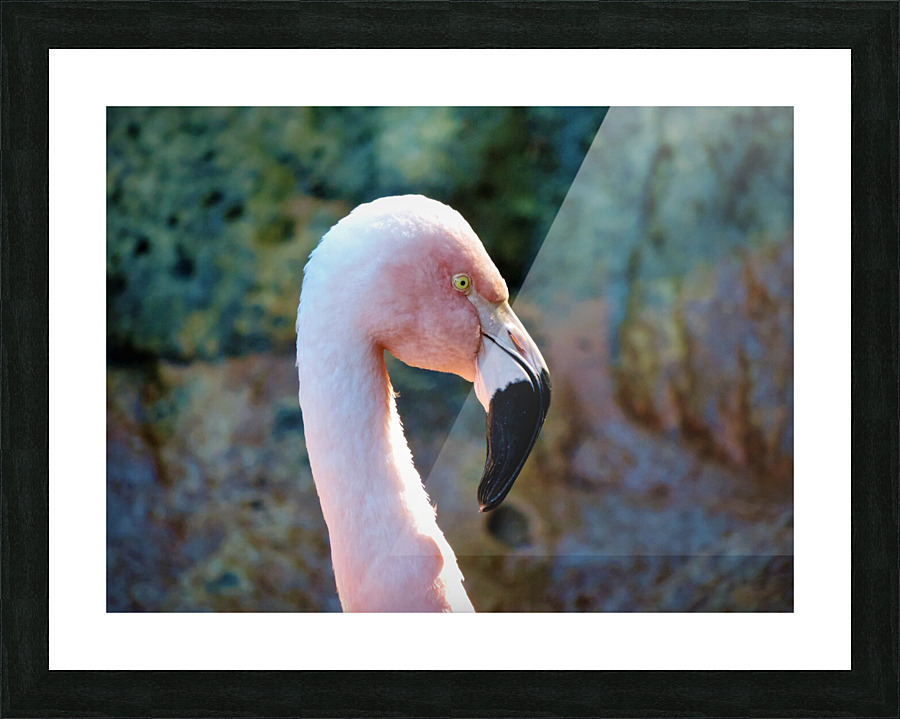 Flamingo Picture Frame print