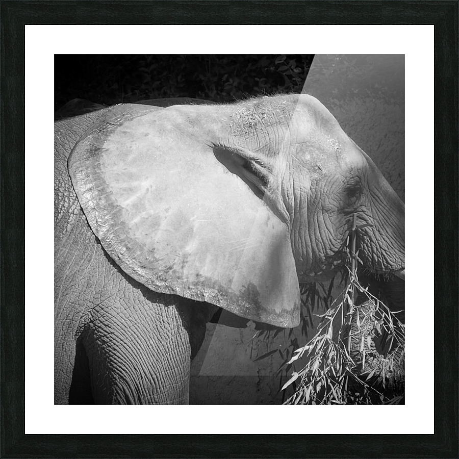 Gentle Giants  Picture Frame print