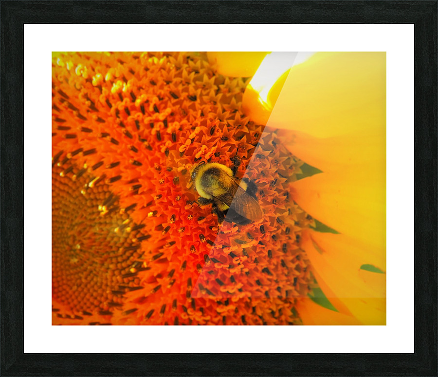 Sunny Bee Picture Frame print