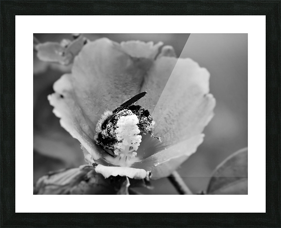 Pollen Butts 2 Picture Frame print