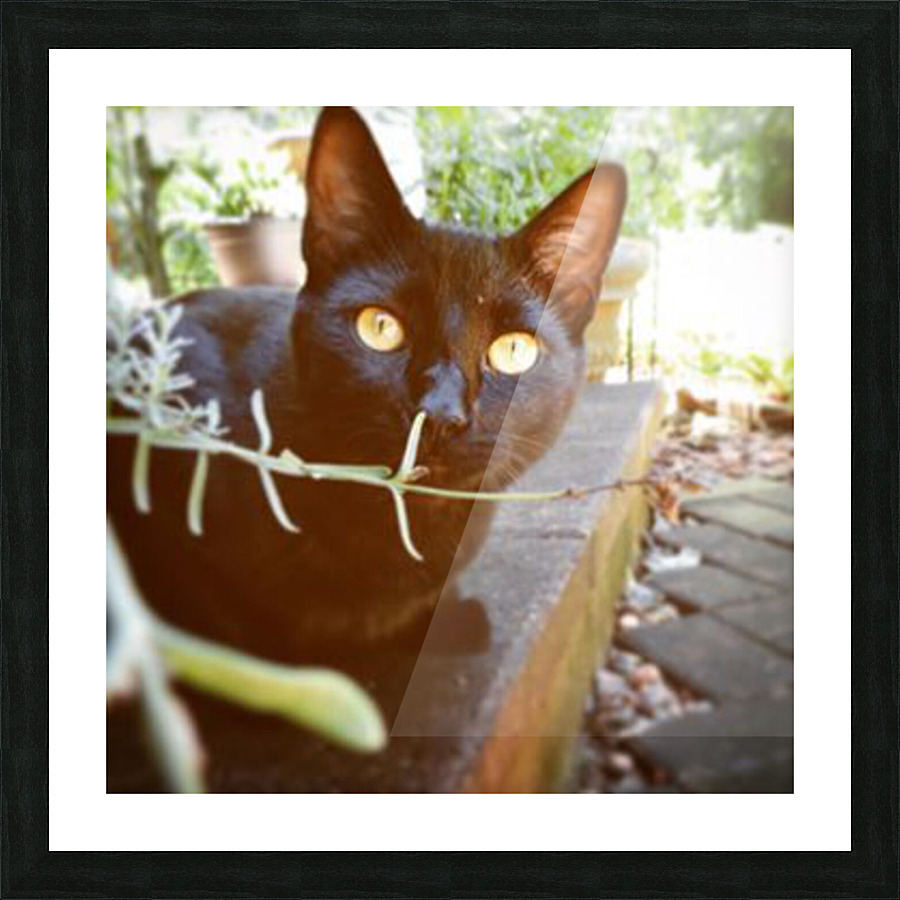 Black Magic  Picture Frame print