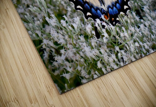 Butterfly Garden  Stephanie Driscoll puzzle
