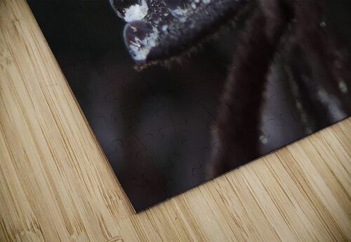 Morning Dew Stephanie Driscoll puzzle