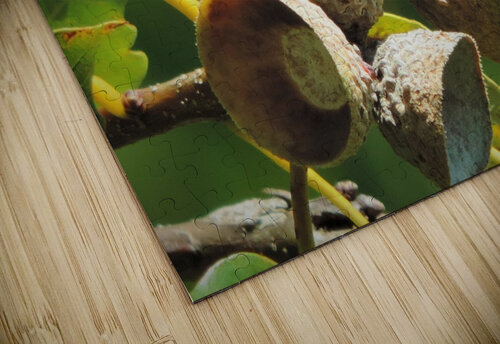New Growth  Stephanie Driscoll puzzle
