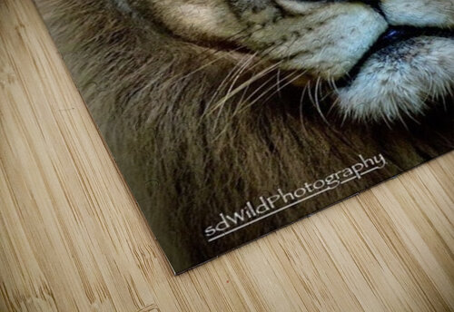 Lion King  Stephanie Driscoll puzzle