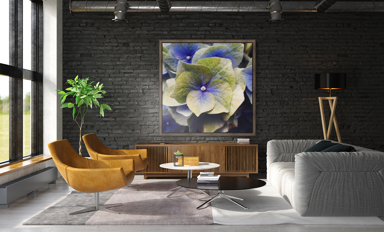 Hydrangea  Reproduction