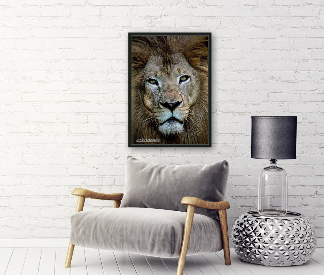 Lion King  Reproduction