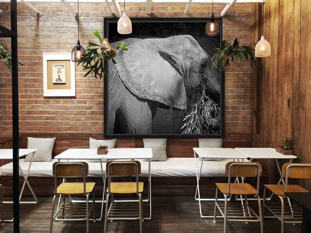 Gentle Giants  Reproduction