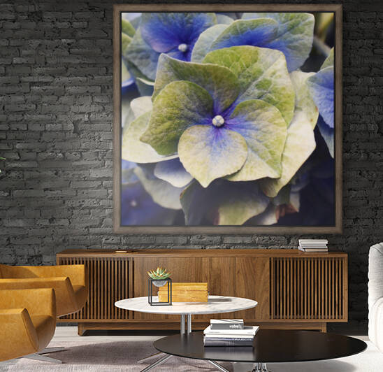 Hydrangea  Reproduction