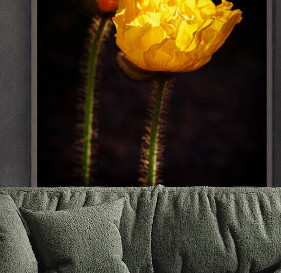 Morning Glory  Reproduction