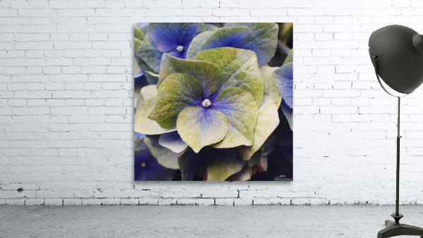 Hydrangea  Wall Preview