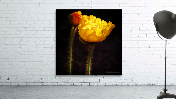 Morning Glory  Wall Preview