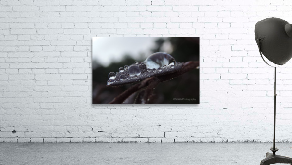 Morning Dew Wall Preview