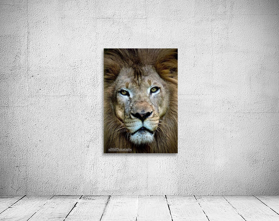 Lion King  Wall Preview