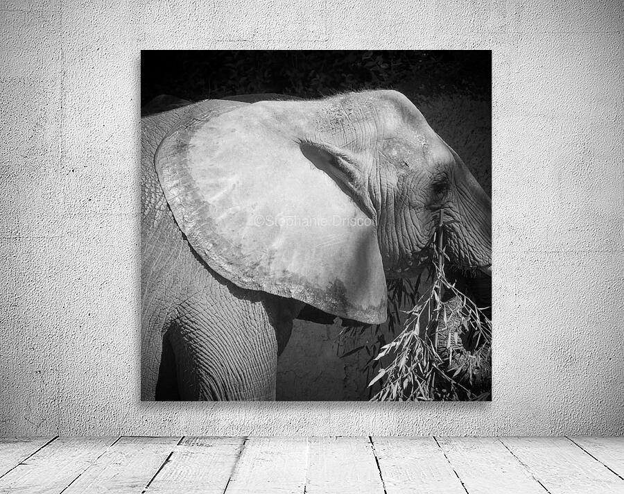 Gentle Giants  Wall Preview