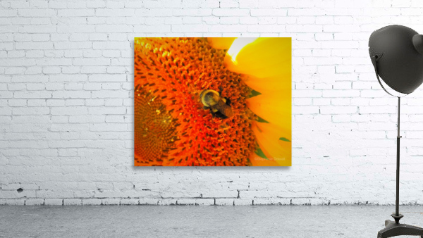 Sunny Bee Wall Preview