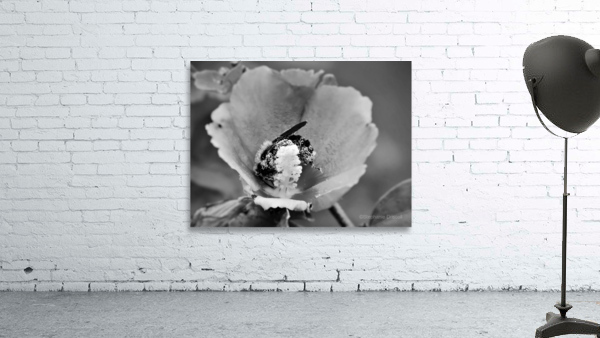 Pollen Butts 2 Wall Preview