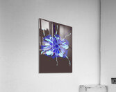 Purp 34 SL Acrylic Print