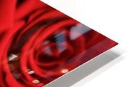 Roses SL HD Metal print