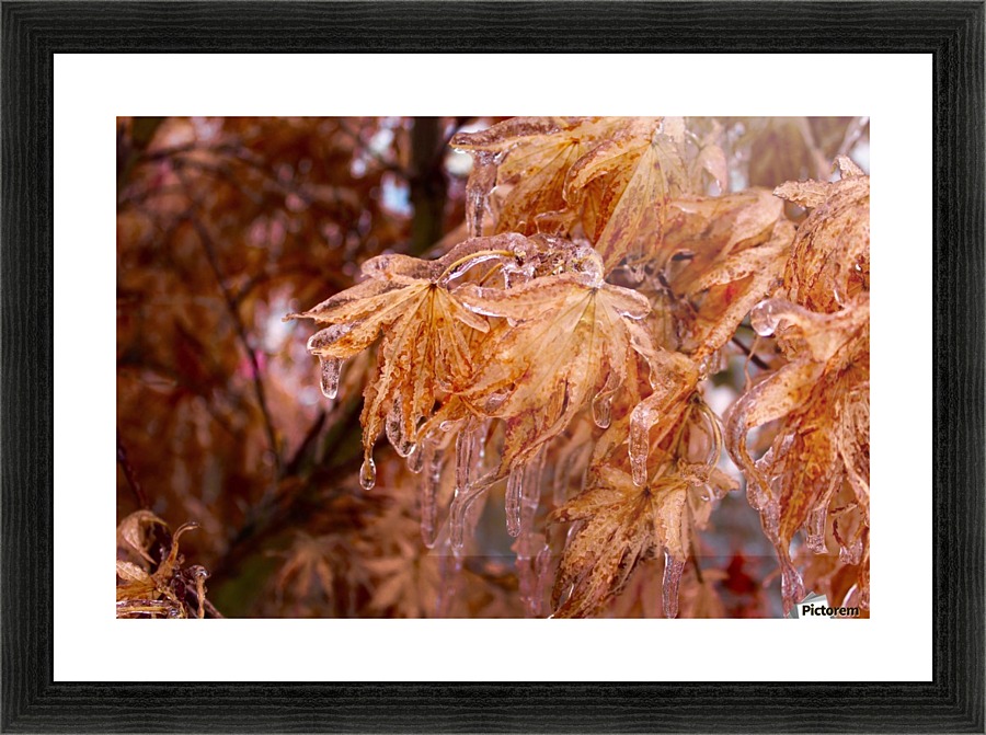 Maple Leaves Picture Frame print