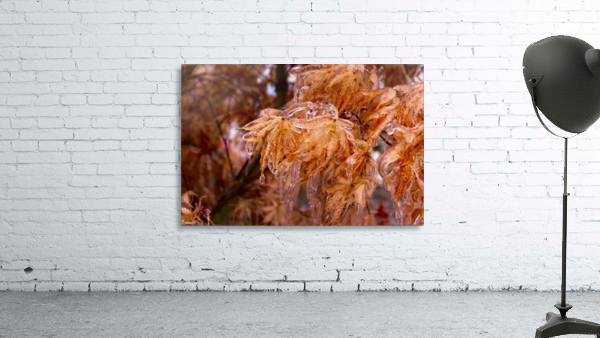 Maple Leaves Wall Preview