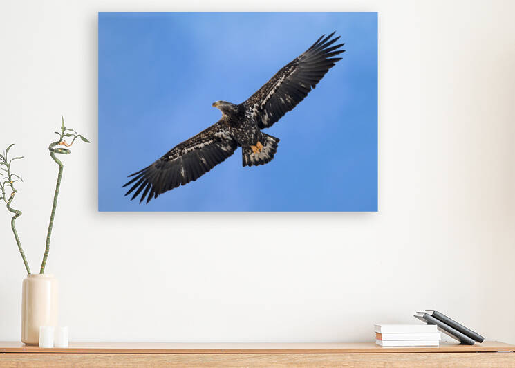 Pygargue juvenile-Young Bald Eagle by Claude Beaubien