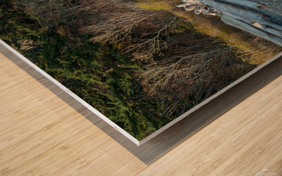 Rock formations and driftwood line the shore of Watmough Bay on  Lopez Island Washington USA Wood print