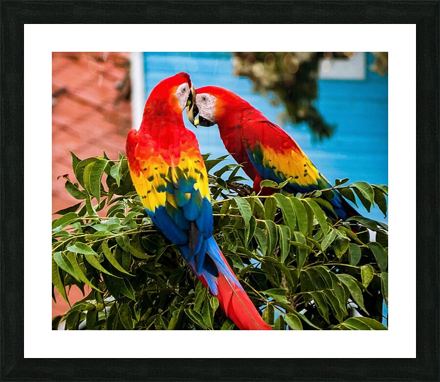 Scarlet macaw pair Picture Frame print