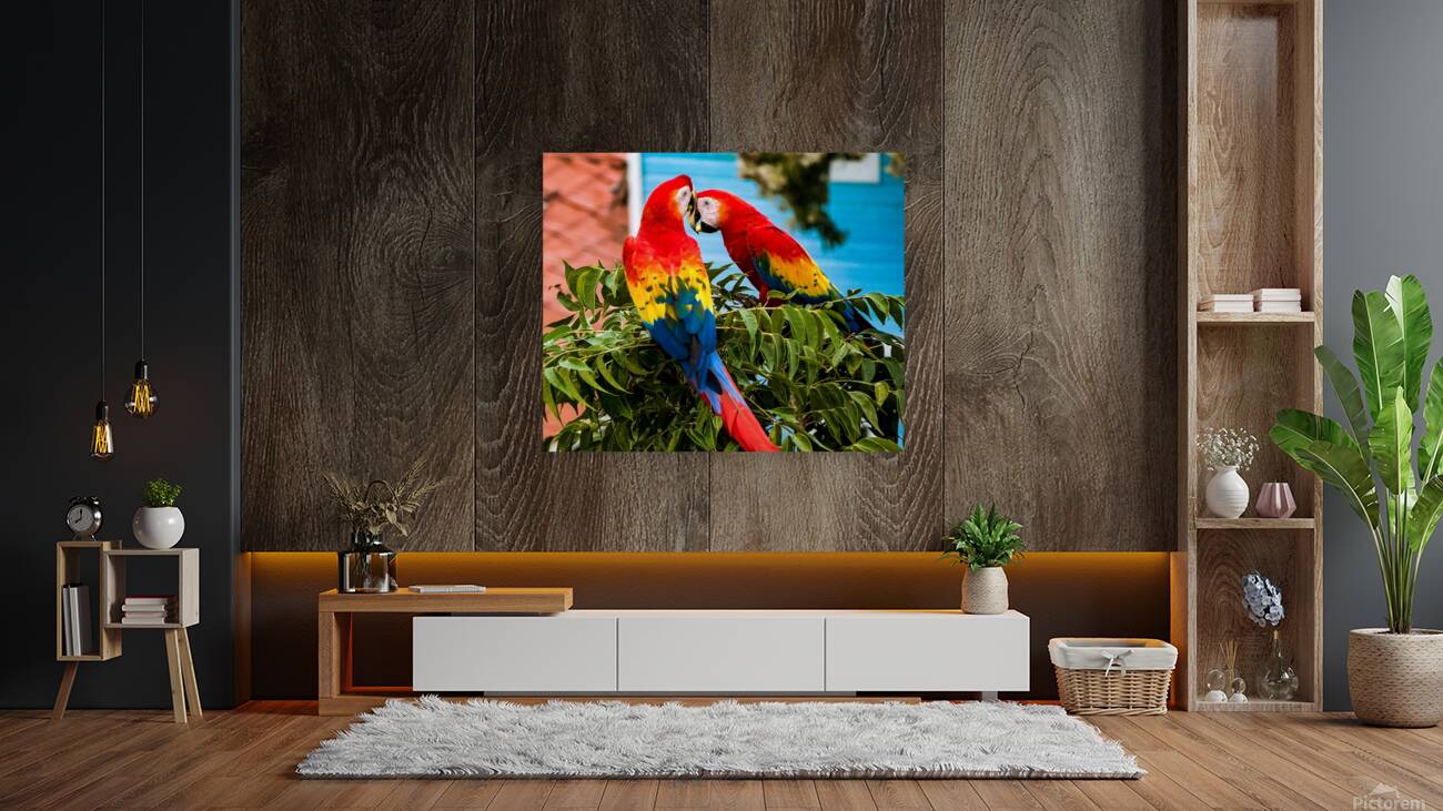 Scarlet macaw pair Reproduction