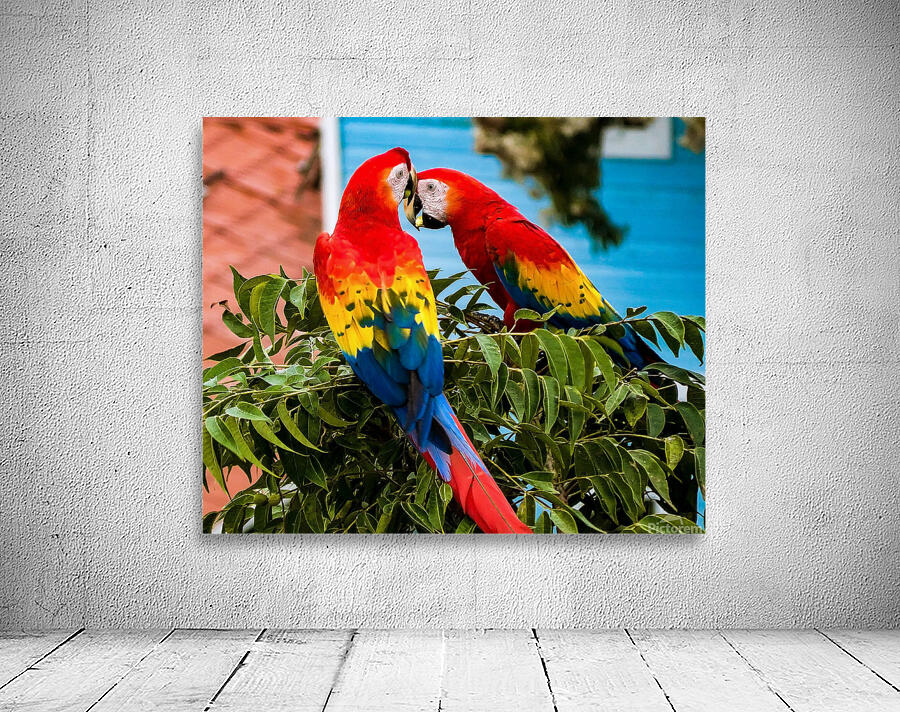 Scarlet macaw pair Wall Preview
