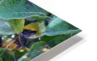 Dunja Quince HD Metal print